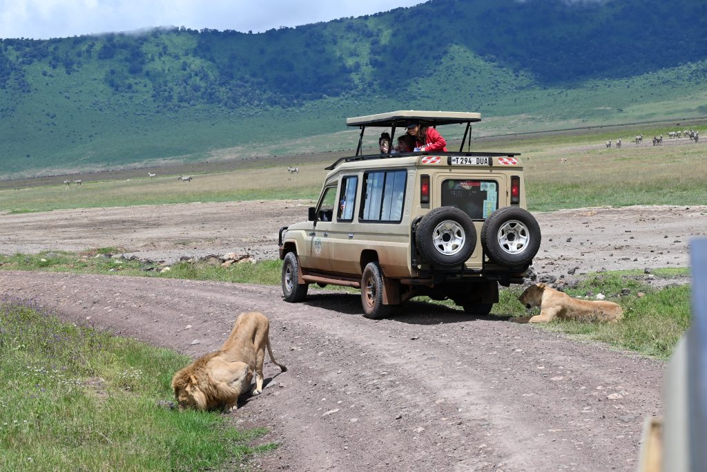 Exploración de fauna en Kenia durante un safari. Safari en Kenia y Tanzania vs. Botsuana