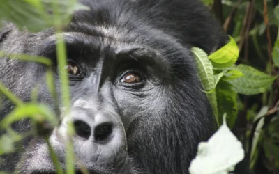 Dónde Ver Gorilas en África: Guía de Destinos y Experiencias Inolvidables