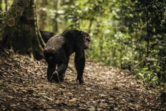 chimpancés Rwanda