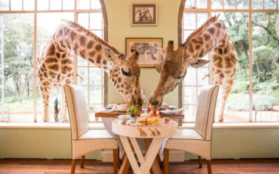 Giraffe Manor: Desayunar con Jirafas en África